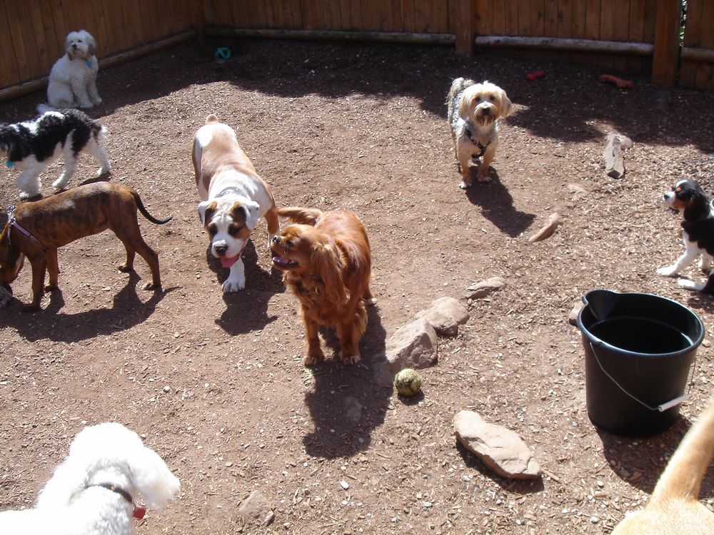 Dog Playgroups and Boarding Pet Services by Happy Tails PHOTO GALLERY